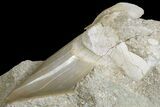 Eocene Otodus Shark Tooth Fossil in Rock - Huge Tooth! #171288-4